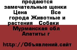 продаются замечательные щенки › Цена ­ 10 000 - Все города Животные и растения » Собаки   . Мурманская обл.,Апатиты г.